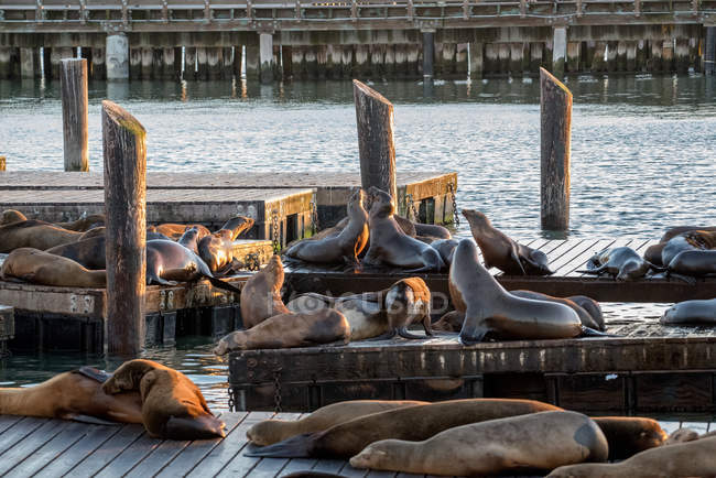 Колония морских львов на деревянных джинсах, Сан-Франциско, Калифорния, Америка, США — стоковое фото