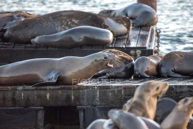 Sea lions on a wooden jetty barking, San Francisco, Californie, États-Unis — Photo de stock