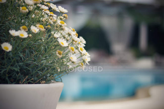 Pflanzkübel mit Gänseblümchen neben einem Schwimmbad — Stockfoto