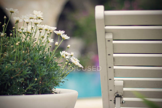 Sedia in legno accanto a un vaso di piante con margherite — Foto stock