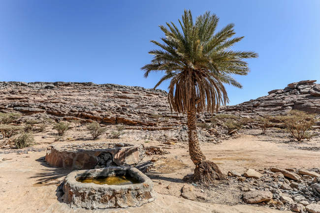 Palmeira e piscina de rocha paisagem do deserto, Arábia Saudita — Fotografia de Stock