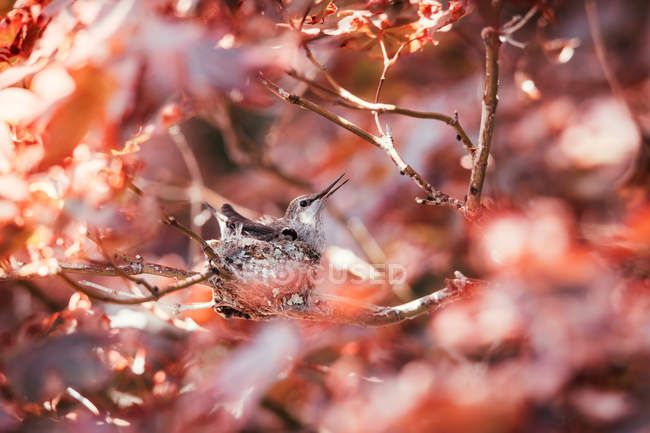 Dois beija-flores em seu ninho em uma árvore de bordo — Fotografia de Stock
