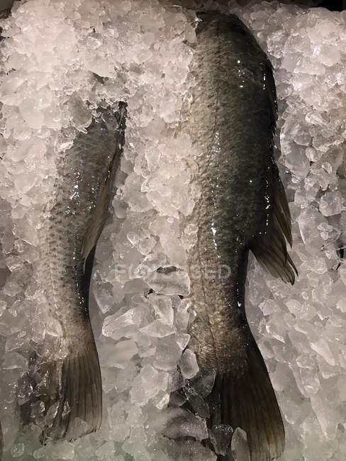 На ринку можна побачити свіжу рибу на льоду. — стокове фото