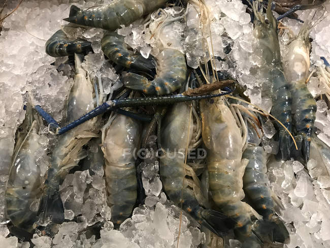 Close-up de camarões do rio no gelo em um mercado, Tailândia — Fotografia de Stock