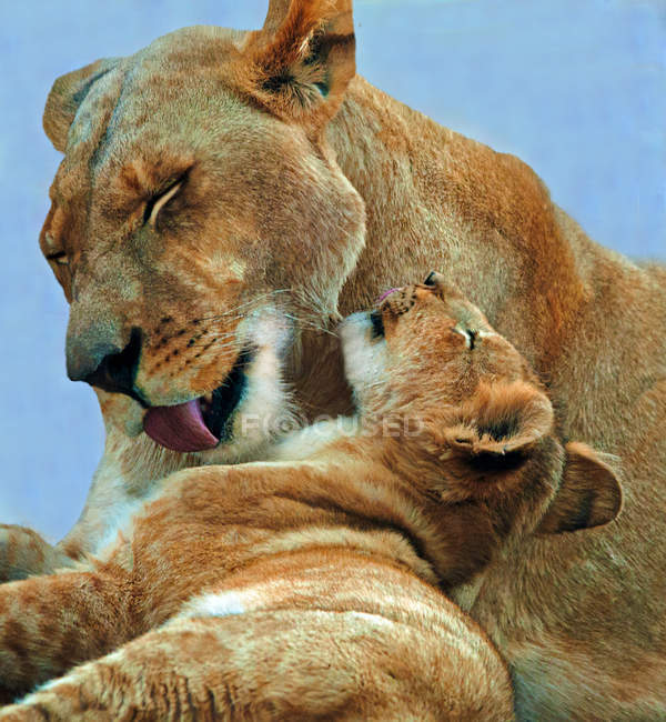 Close-up vista de bonito leoa lambendo filhote — Fotografia de Stock