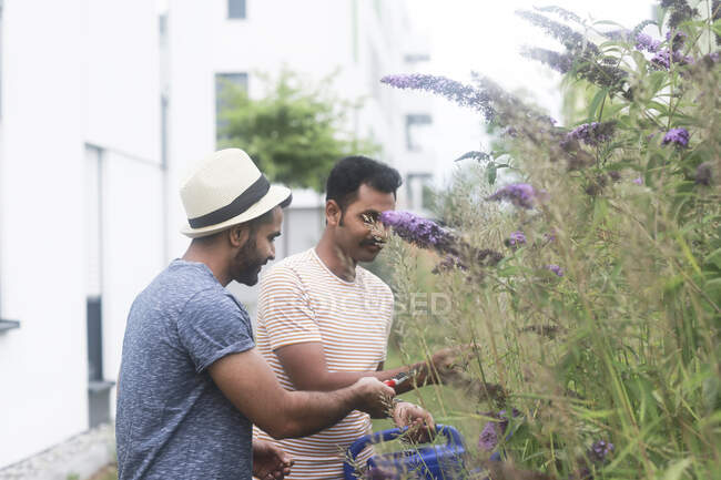 Dos hombres de pie en un jardín podando plantas - foto de stock
