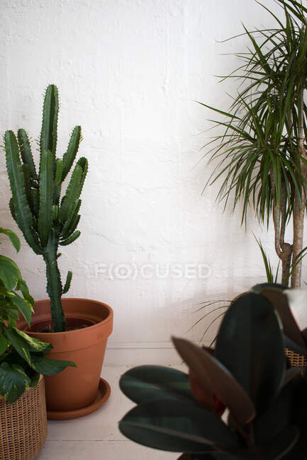 Plantas em vaso em uma casa — Fotografia de Stock