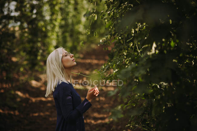 Mulher verificando plantas de lúpulo em um campo, Sérvia — Fotografia de Stock