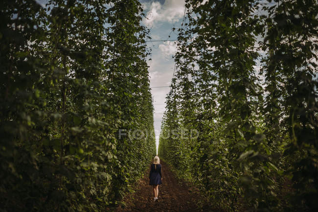 Mulher caminhando através de um campo de lúpulo, Sérvia — Fotografia de Stock