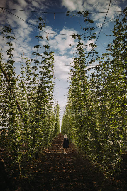 Woman walking through a hop field, Serbia — Stock Photo
