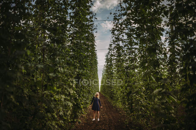Femme debout dans un champ de houblon, Serbie — Photo de stock