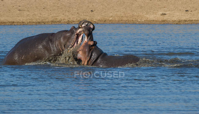 Dos hipopótamos luchando en un río, Sudáfrica. - foto de stock