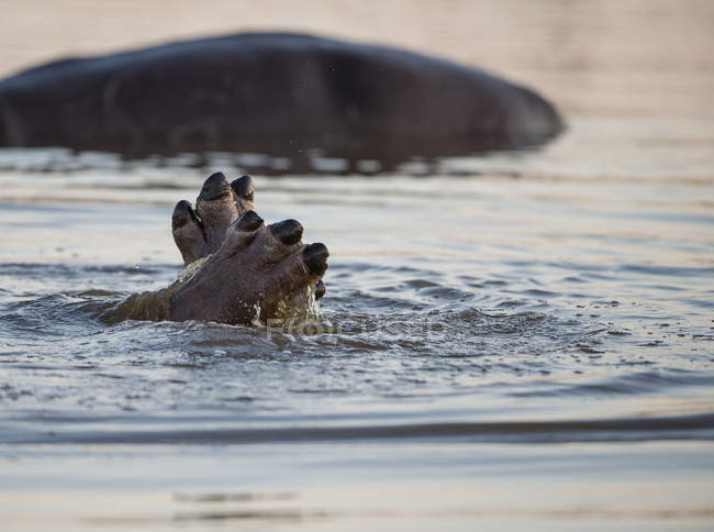 Pies de hipopótamo sobresaliendo de un río, Sudáfrica - foto de stock