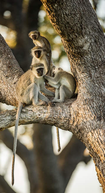 Tropa de macacos vervet sentados em uma árvore, África do Sul — Fotografia de Stock