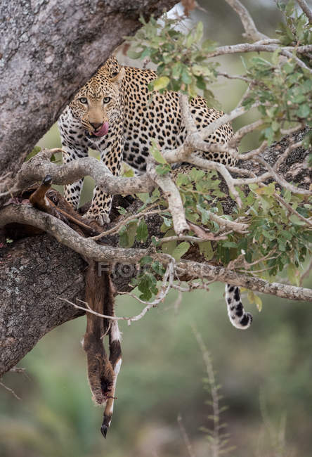 Vista panoramica del Leopardo su un albero con un uccisione fresca, Kruger National Park, Sud Africa — Foto stock