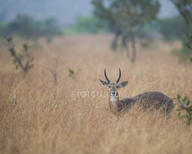 Retrato de un ciervo en el monte, Parque Nacional Kruger, Sudáfrica - foto de stock