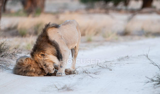 Два леви грають разом, Kgalagadi Tranfrontier Park, Південна Африка — стокове фото