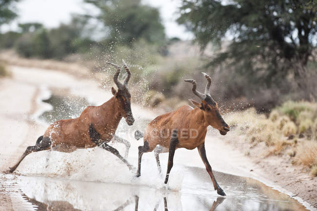 Dois hartebeests vermelhos que funcionam através de uma estrada, Kgalagadi Transborder Park, África do Sul — Fotografia de Stock