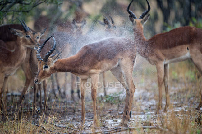 Vista escénica de Herd of Impalas, Parque Nacional Kruger, Sudáfrica., - foto de stock