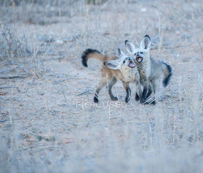 Dos cachorros de zorro con orejas de murciélago jugando, Kgalagadi Transfrontier Park, Sudáfrica - foto de stock