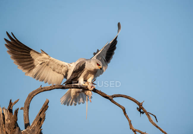 Pássaro de rapina aterrissando em um galho com sua presa — Fotografia de Stock