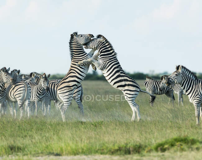 Due stalloni di zebra che combattono, Nxai Pans, Botswana — Foto stock