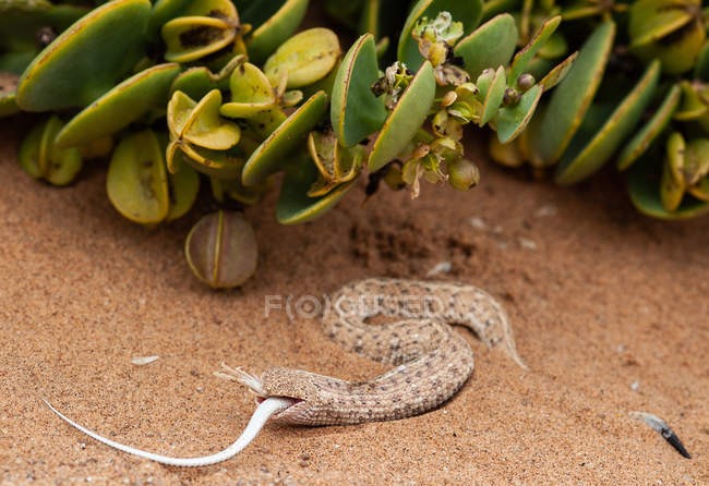 Sidewinder-Schlange, die eine Eidechse frisst, Nahaufnahme, selektiver Fokus — Stockfoto