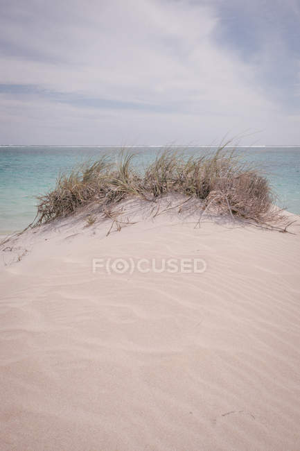 Закри трави, що ростуть на піщаний дюни, Австралія — стокове фото