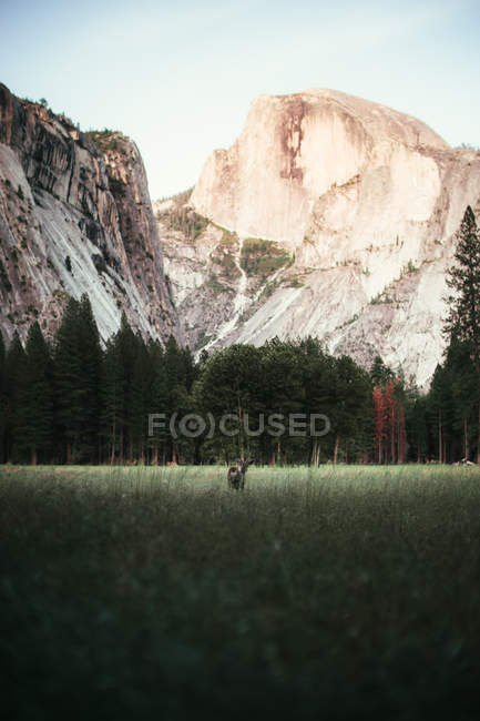 Veado em pé em um prado perto de Half Dome, Parque Nacional de Yosemite, Califórnia, América, EUA — Fotografia de Stock