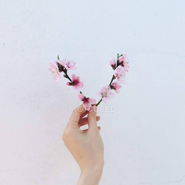 Mão de mulher segurando um ramo com flor de pêssego — Fotografia de Stock
