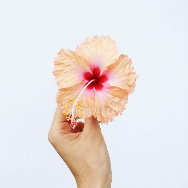 Рука женщины держит цветок гибискуса, Сейшельские острова — стоковое фото