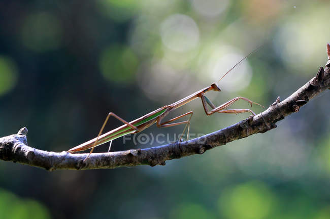 Mantis no ramo, tiro macro foco seletivo — Fotografia de Stock