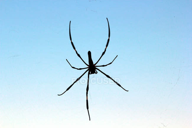 Silhouette einer Spinne in einem Spinnennetz, selektive Fokusmakroaufnahme — Stockfoto
