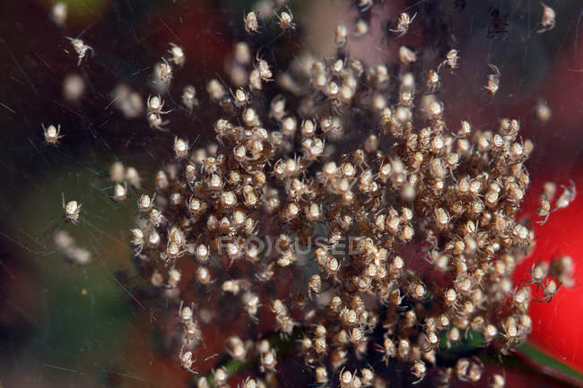 Nahaufnahme einer Ansammlung von Baby-Spinnen, selektive Fokusmakroaufnahme — Stockfoto