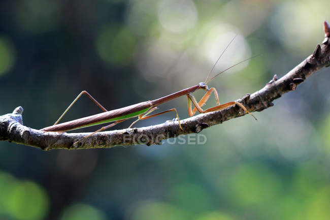 Mantis on branch, selective focus macro shot — Stock Photo