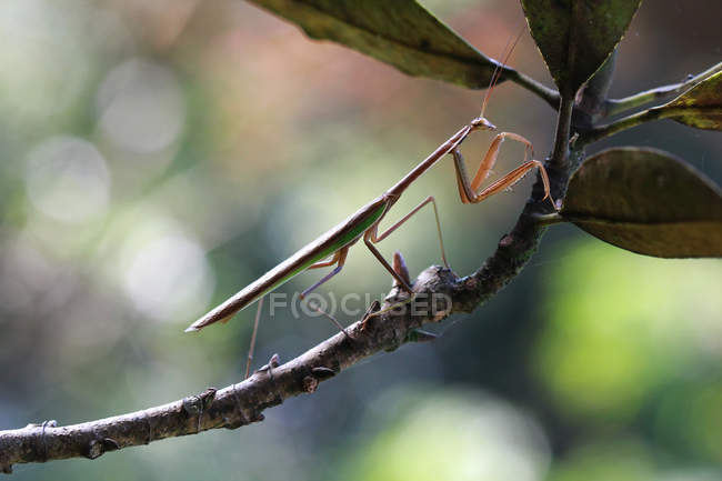 Mante sur branche, mise au point sélective macro shot — Photo de stock