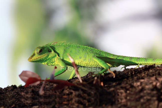 Lizard crawling on a tree, blurred background — Stock Photo