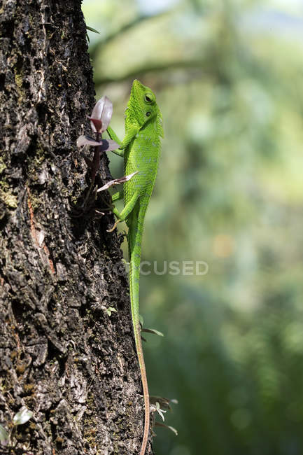 Lagarto rastejando em uma árvore, fundo embaçado — Fotografia de Stock