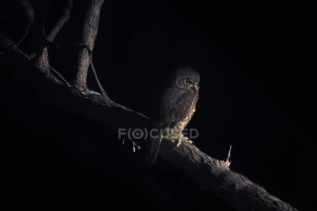 Red boobook owl on branch, against black background — Stock Photo