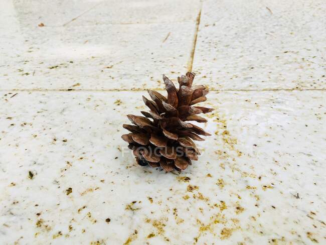 Primer plano de cono de pino en el suelo, Croacia - foto de stock