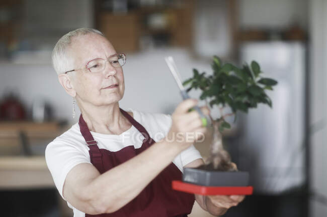 Жінка стоїть на кухні, прагнучи до рослини бонсай — стокове фото
