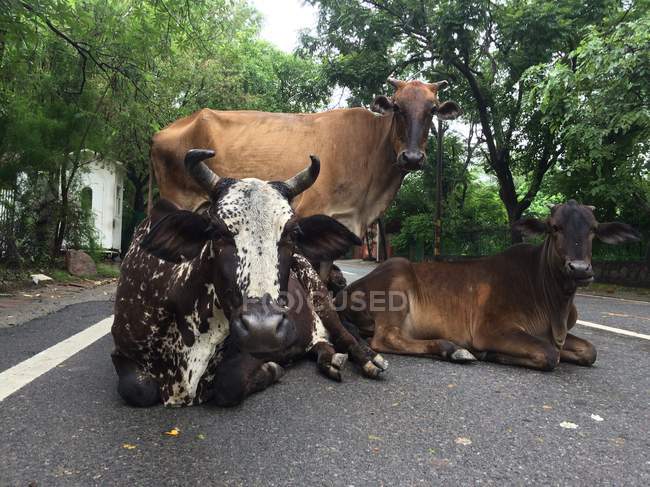 Vista panorâmica das vacas na estrada, Nova Deli, Índia — Fotografia de Stock