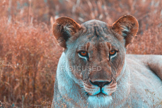 Retrato do belo leão relaxante no safari — Fotografia de Stock