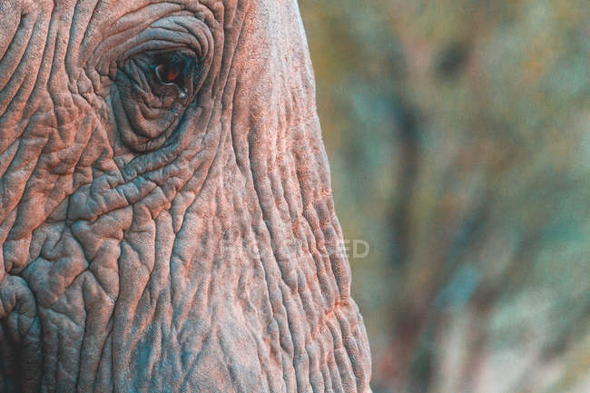 Primer plano de un ojo de elefante, Reserva de caza de Madikwe, Sudáfrica - foto de stock