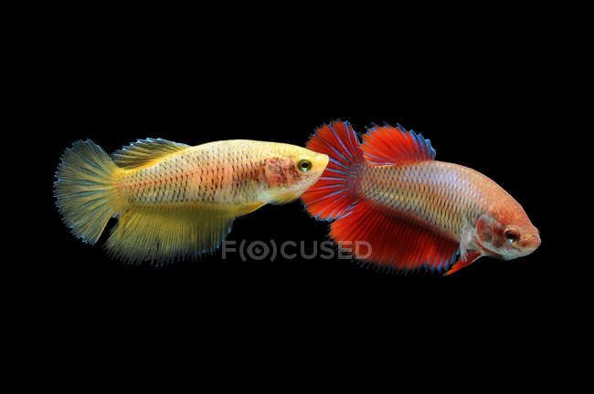 Due pesci betta nuotare contro sfondo nero — Foto stock