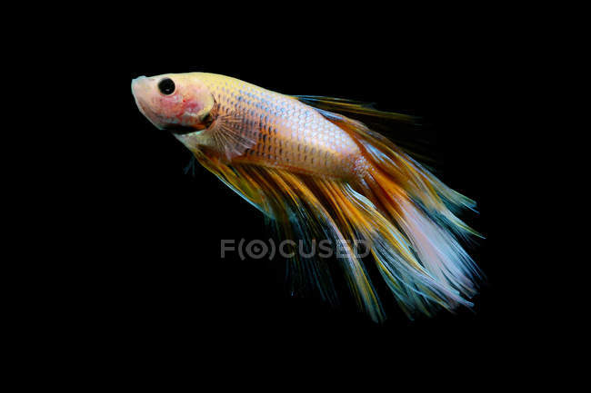 Portrait d'un poisson betta nageant sur fond noir — Photo de stock