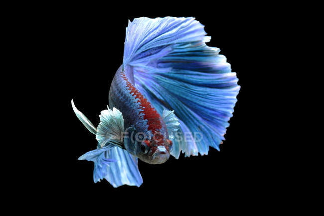 Porträt eines Beta-Fisches, der vor schwarzem Hintergrund schwimmt — Stockfoto