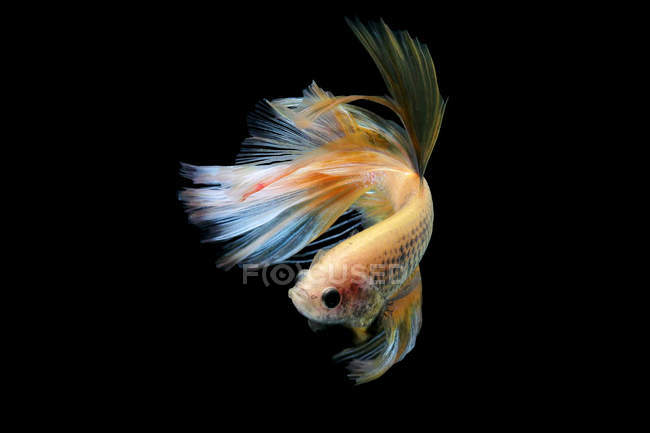 Retrato de un pez betta nadando sobre fondo negro - foto de stock