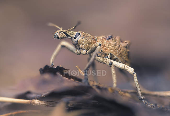 Portrait of a wattle pig weevil on a leaf — Stock Photo