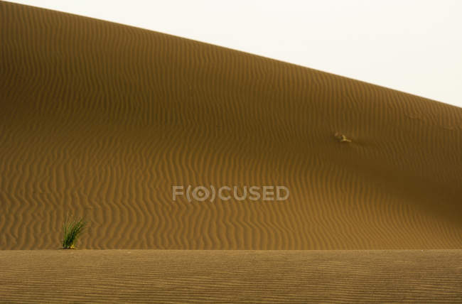 Planta creciendo en una duna de arena, Erg Chebbi, Marruecos - foto de stock